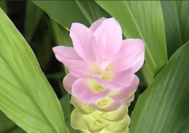 กระเจียว พารามิเตอร์รูปภาพ 1
