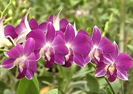 กล้วยไม้สกุลหวาย พารามิเตอร์รูปภาพ 1