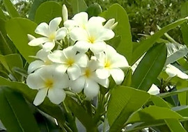 ดอกลีลาวดี พารามิเตอร์รูปภาพ 1