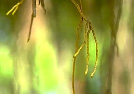 รากหายใจไทร พารามิเตอร์รูปภาพ 1