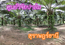 แหล่งเรียนรู้ศูนย์วิจัยปาล์ม พารามิเตอร์รูปภาพ 1