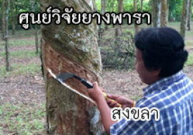 แหล่งเรียนรู้ศูนย์วิจัยยางพารา พารามิเตอร์รูปภาพ 1