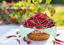 พริกสกัดสร้างประโยชน์ พารามิเตอร์รูปภาพ 1