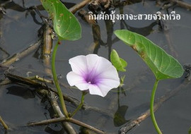 กินผักบุ้งตาจะสวยจริงหรือ รูปภาพ 1