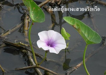 คน ตา สวย