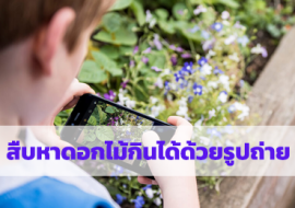 สืบหาดอกไม้กินได้ด้วยรูปถ่าย พารามิเตอร์รูปภาพ 1