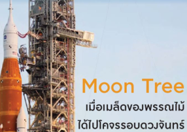 Moon Tree เมื่อเมล็ดของพรรณไม้ได้ไปโคจรรอบดวงจันทร์ พารามิเตอร์รูปภาพ 1