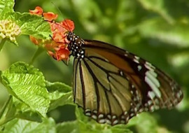 ผีเสื้อตอมดอกไม้ พารามิเตอร์รูปภาพ 1