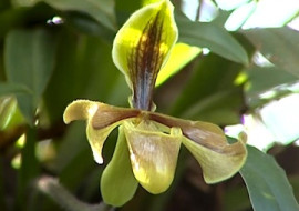 รองเท้านารีอินทนนท์ พารามิเตอร์รูปภาพ 1