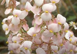 ส้มกุ้งสางเขียว พารามิเตอร์รูปภาพ 1