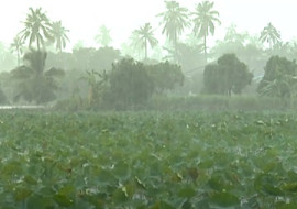 พายุฝน พารามิเตอร์รูปภาพ 1