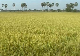 นาข้าว พารามิเตอร์รูปภาพ 1