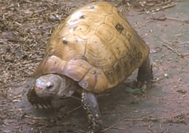 เต่าเพ็ก พารามิเตอร์รูปภาพ 1