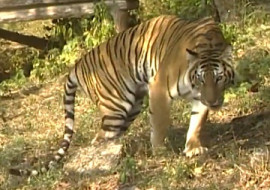 เสือโคร่ง พารามิเตอร์รูปภาพ 1