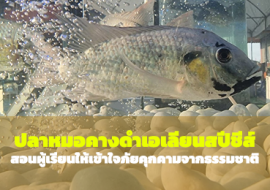 ปลาหมอคางดำเอเลียนสปีชีส์สอนผู้เรียนให้เข้าใจภัยคุกคามจากธรรมชาติ ... พารามิเตอร์รูปภาพ 1