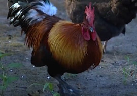 ไก่กินอาหาร พารามิเตอร์รูปภาพ 1