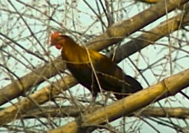 ไก่ป่า พารามิเตอร์รูปภาพ 1