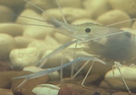 กุ้ง พารามิเตอร์รูปภาพ 1