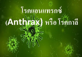 โรคแอนแทรกซ์ (Anthrax) หรือ โรคกาลี พารามิเตอร์รูปภาพ 1