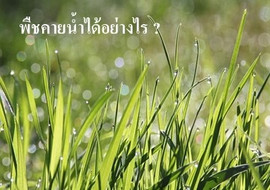 พืชคายน้ำได้อย่างไร ? พารามิเตอร์รูปภาพ 1