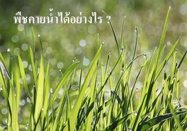 พืชคายน้ำได้อย่างไร ? รูปภาพ 1