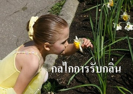 กลไกการรับกลิ่น รูปภาพ 1