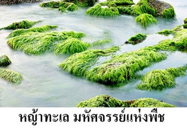 หญ้าทะเล มหัศจรรย์แห่งพืช พารามิเตอร์รูปภาพ 1