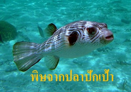 พิษจากปลาปักเป้า พารามิเตอร์รูปภาพ 1
