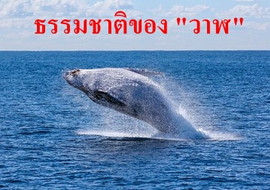 ธรรมชาติของ &quot;วาฬ&quot; รูปภาพ 1