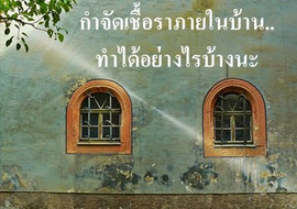 กำจัดเชื้อราภายในบ้าน..ทำได้อย่างไรบ้างนะ พารามิเตอร์รูปภาพ 1