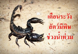 เตือนระวังสัตว์มีพิษช่วงน้ำท่วม พารามิเตอร์รูปภาพ 1