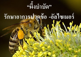 “ผึ้งบำบัด”รักษาอาการปวดข้อ -อัลไซเมอร์ รูปภาพ 1