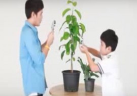 ต้นไม้หายใจได้อย่างไร พารามิเตอร์รูปภาพ 1