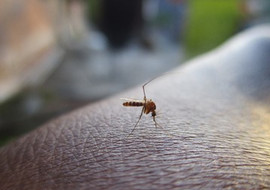 ไข้เลือดออก โรคร้ายฤดูฝน พารามิเตอร์รูปภาพ 1