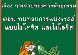 เรื่อง การถ่ายทอดทางพันธุกรรม ตอน ทบทวบการแบ่งเซลล์แบบไมโทซิ ... รูปภาพ 1