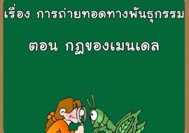 เรื่อง การถ่ายทอดทางพันธุกรรม ตอน กฏของเมนเดล รูปภาพ 1