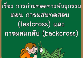เรื่อง การถ่ายทอดทางพันธุกรรม ตอน การผสมทดสอบ (testcross) แล ... รูปภาพ 1