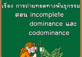 เรื่อง การถ่ายทอดทางพันธุกรรม ตอน incomplete dominance และ c ... รูปภาพ 1