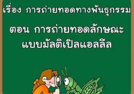 เรื่อง การถ่ายทอดทางพันธุกรรม ตอน การถ่ายทอดลักษณะแบบมัลติเป ... รูปภาพ 1