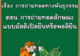 เรื่อง การถ่ายทอดทางพันธุกรรม ตอน การถ่ายทอดลักษณะแบบมัลติเป ... รูปภาพ 1