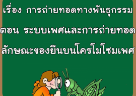 เรื่อง การถ่ายทอดทางพันธุกรรม ตอน ระบบเพศและการถ่ายทอดลักษณะ ... รูปภาพ 1