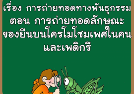  เรื่อง การถ่ายทอดทางพันธุกรรม ตอน การถ่ายทอดลักษณะของยีนบนโ ... รูปภาพ 1