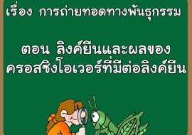 เรื่อง การถ่ายทอดทางพันธุกรรม ตอน ลิงค์ยีนและผลของครอสซิงโอเ ... รูปภาพ 1