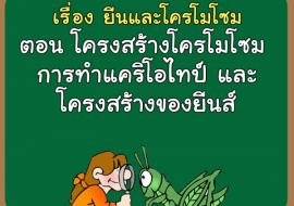 เรื่อง ยีนและโครโมโซม ตอน โครงสร้างโครโมโซม การทำแคริโอไทป์  ... รูปภาพ 1