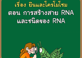 เรื่อง ยีนและโครโมโซม ตอน การสร้างสาย RNA และชนิดของ RNA รูปภาพ 1