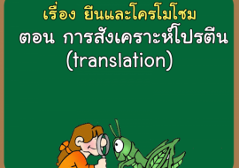 เรื่อง ยีนและโครโมโซม ตอน การสังเคราะห์โปรตีน(translation) รูปภาพ 1