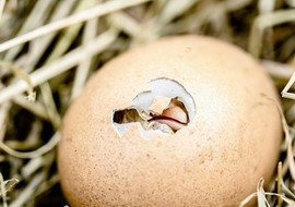 ไก่ กับ ไข่ ใครเกิดก่อนกัน!!! พารามิเตอร์รูปภาพ 1