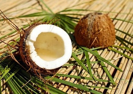 ลูกมะพร้าวคือส่วนของอะไร... &gt;&gt; ผลสด / ผลแห้งแบบถั่ว (nut) /  ... รูปภาพ 1