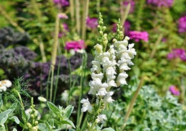 ดอกลิ้นมังกร Antirrhinum majus L. (Snapdragon) ความสวยงามที่ ... รูปภาพ 1