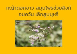 หญ้าดอกขาว สมุนไพรช่วยสิงห์อมควัน เลิกสูบบุหรี่ พารามิเตอร์รูปภาพ 1